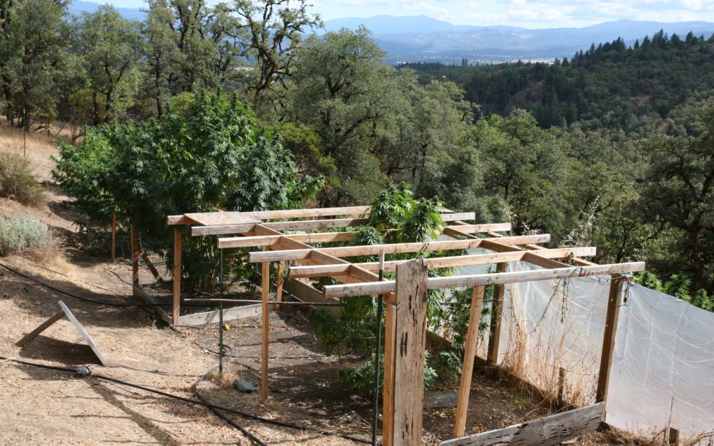 Cold-frames can provide support and structure for both plants and lights.