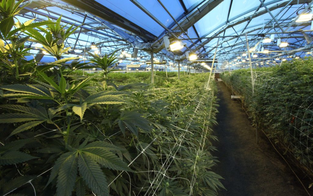 Cannabis plants require more than 12 hours of light, otherwise they will begin to flower.