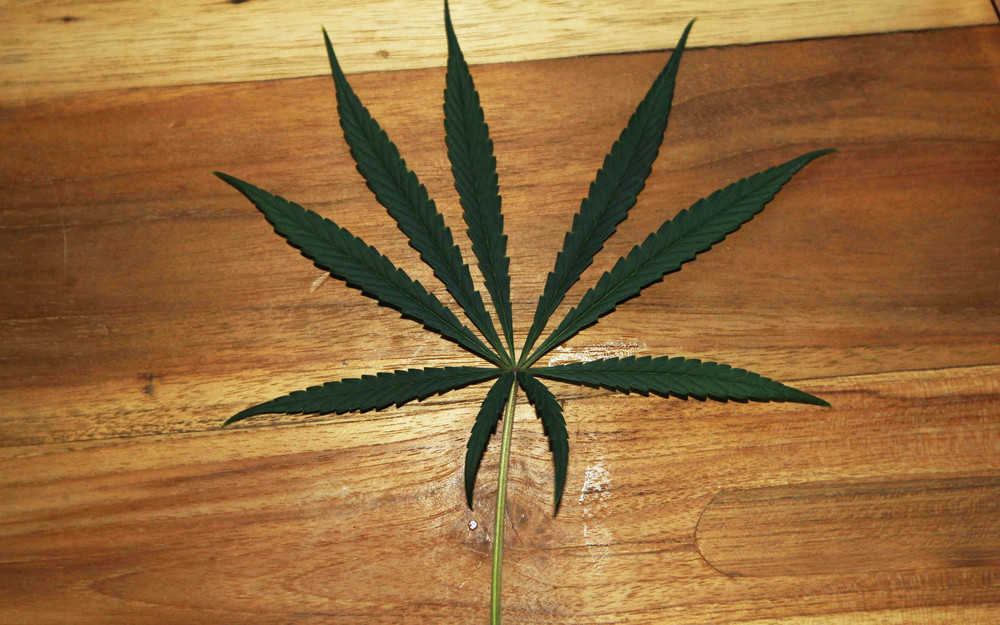 The leaf from a Sativa plant.