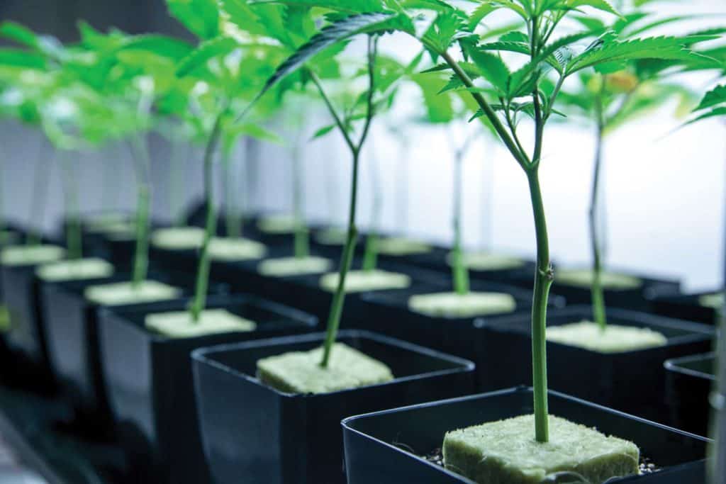 Rooted Clones are transplanted into vegging containers.