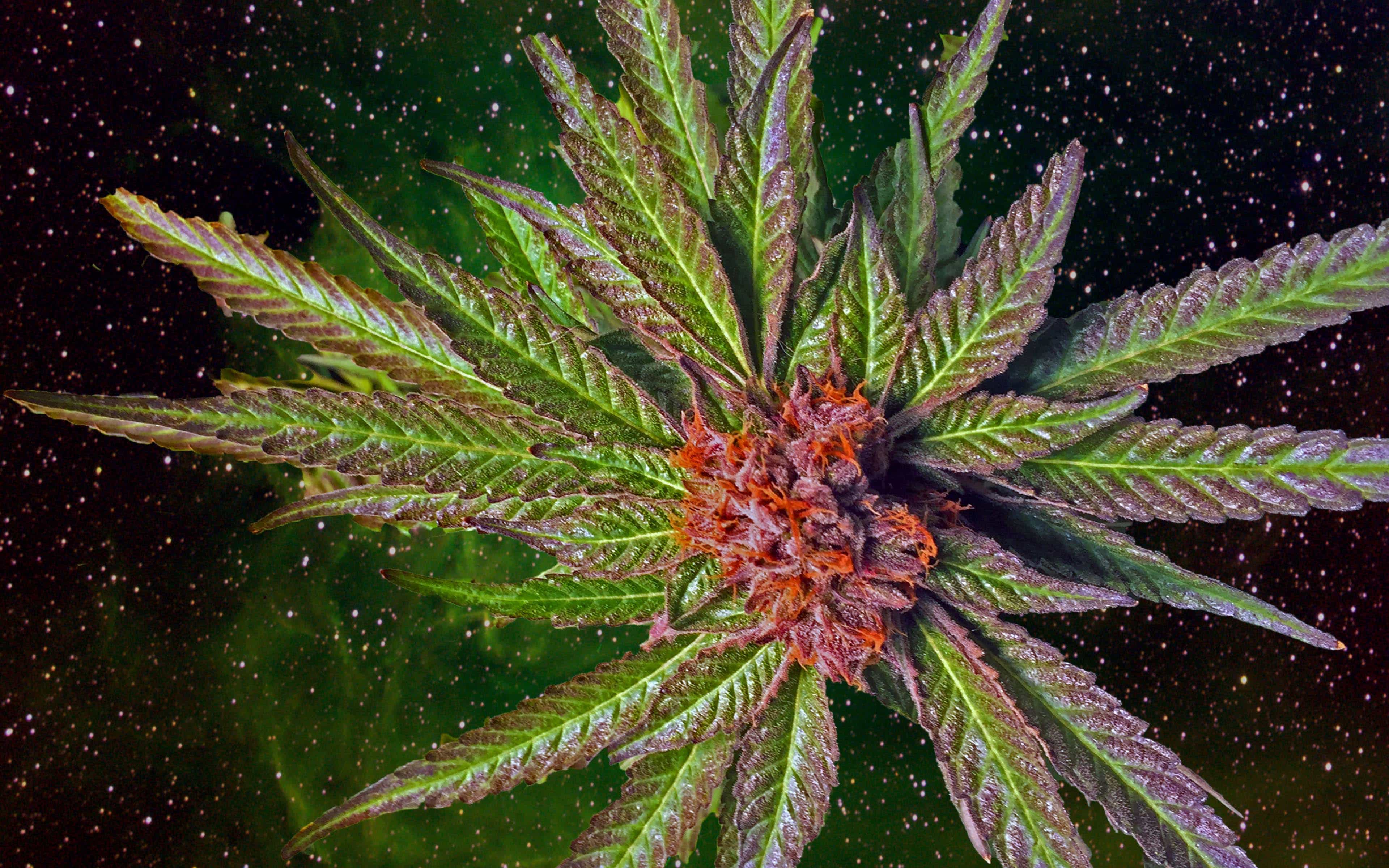 Top 5 Cannabis Dispensaries-San Diego