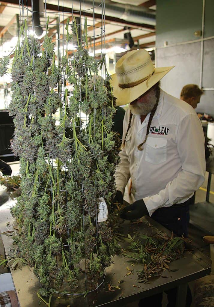 Forty strains are in production in the Desert Bloom gardens. (Photo by Dan Skye)