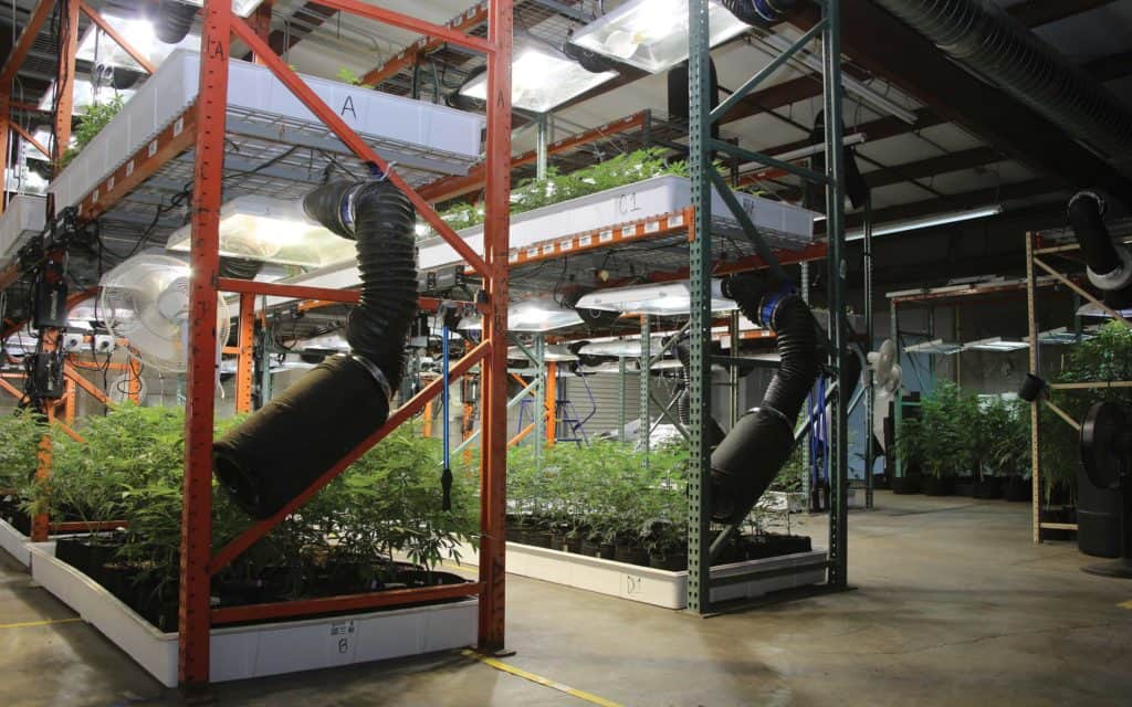 A tiered veg room nurtures the future medicine of Arizona medical marijuana patients. (Photo by Dan Skye) 