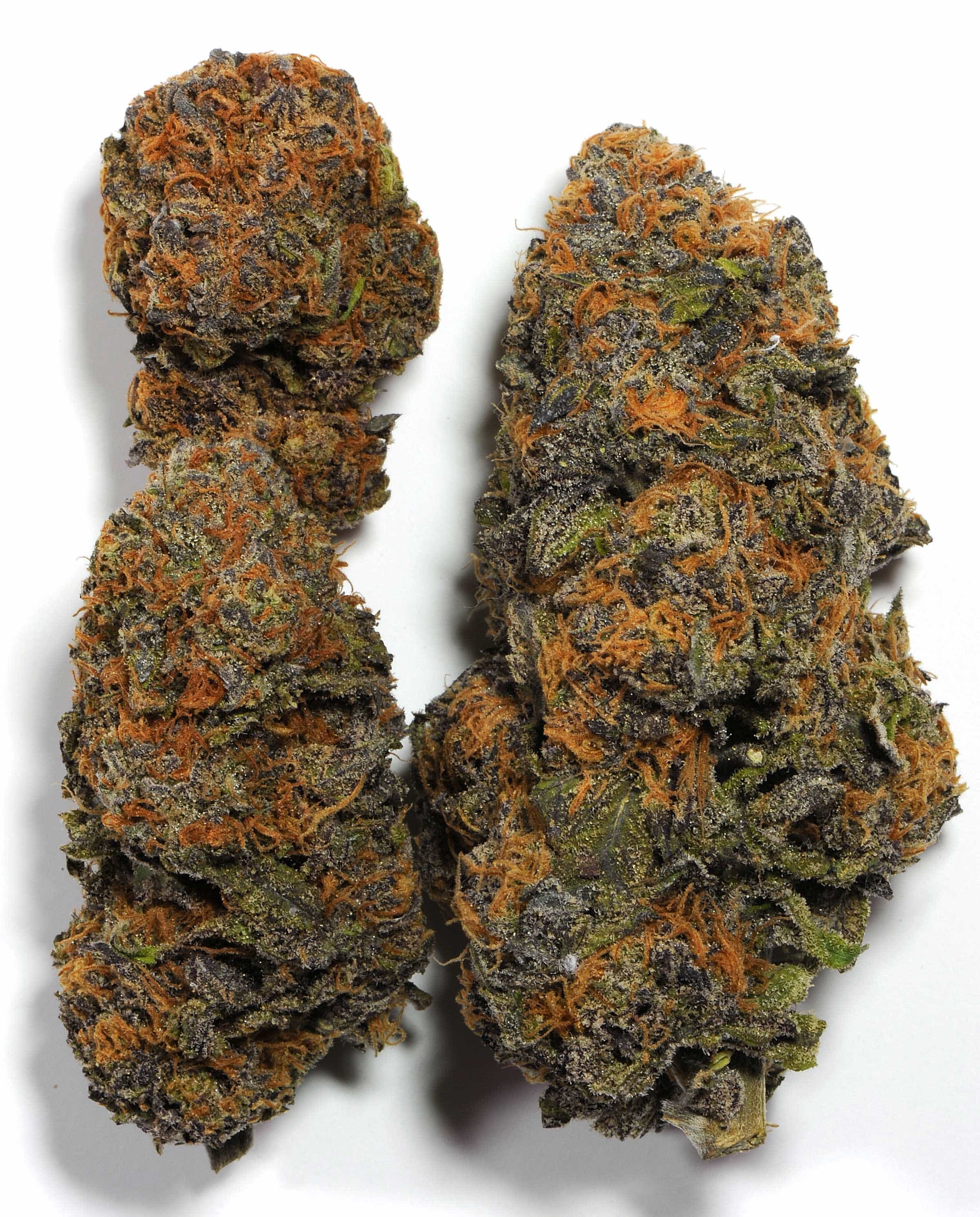 Grandaddy Purple is a strain known to produce heavy, chunky nugs.