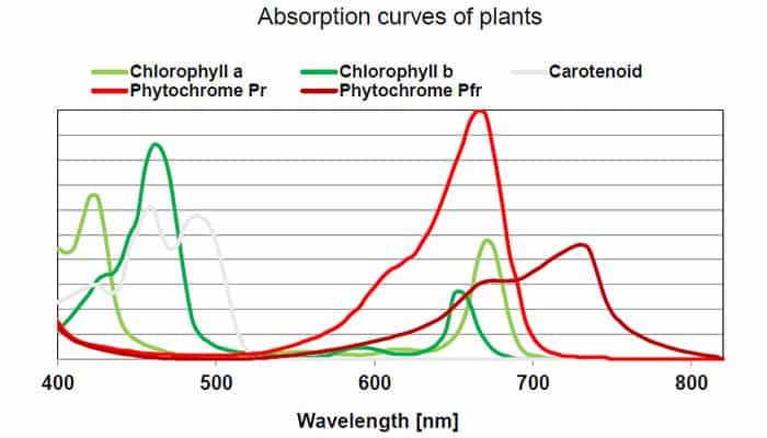 plant_absorption