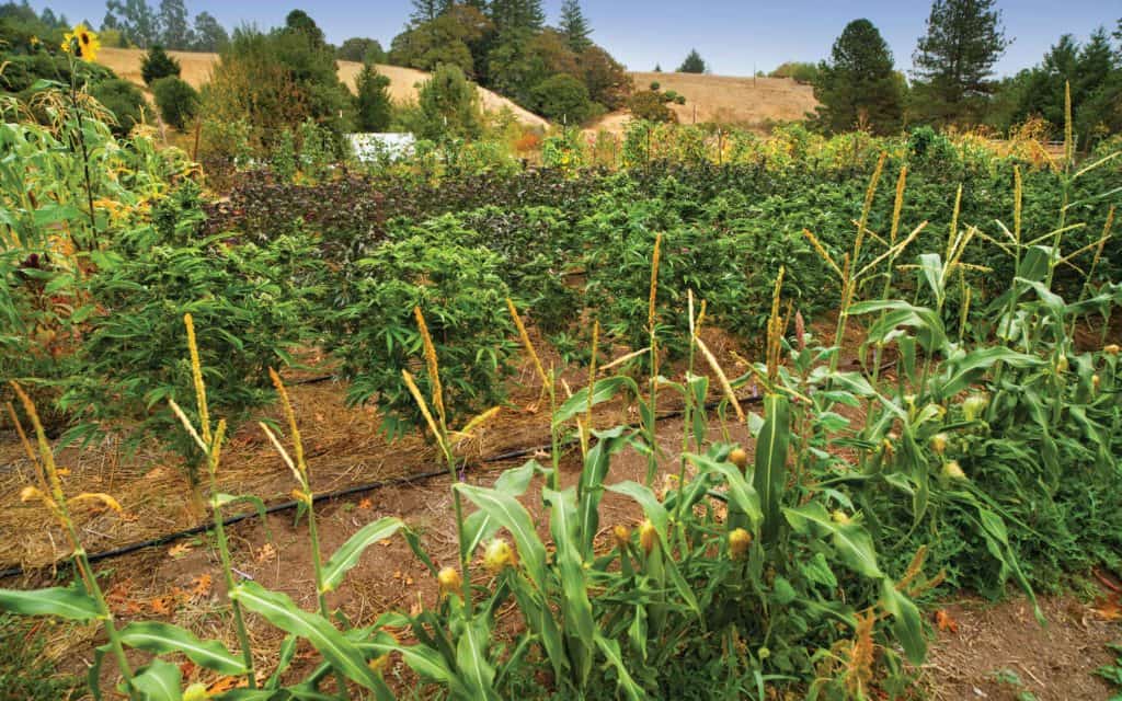 Pesticide drift from neighboring food crops can affect cannabis plants. Grow organic cannabis and organic corn!