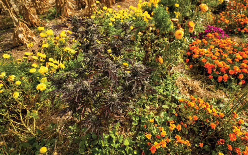 Planting marigolds around cannabis helps attract beneficial insects that prey on problematic bugs.