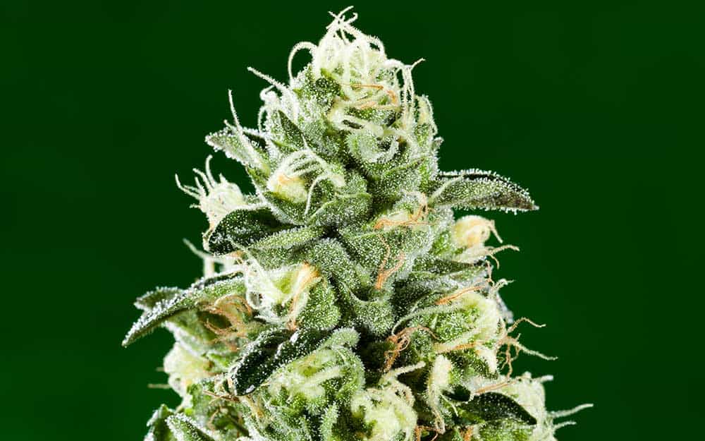 5 Weed Strains That Will Get You Spooked