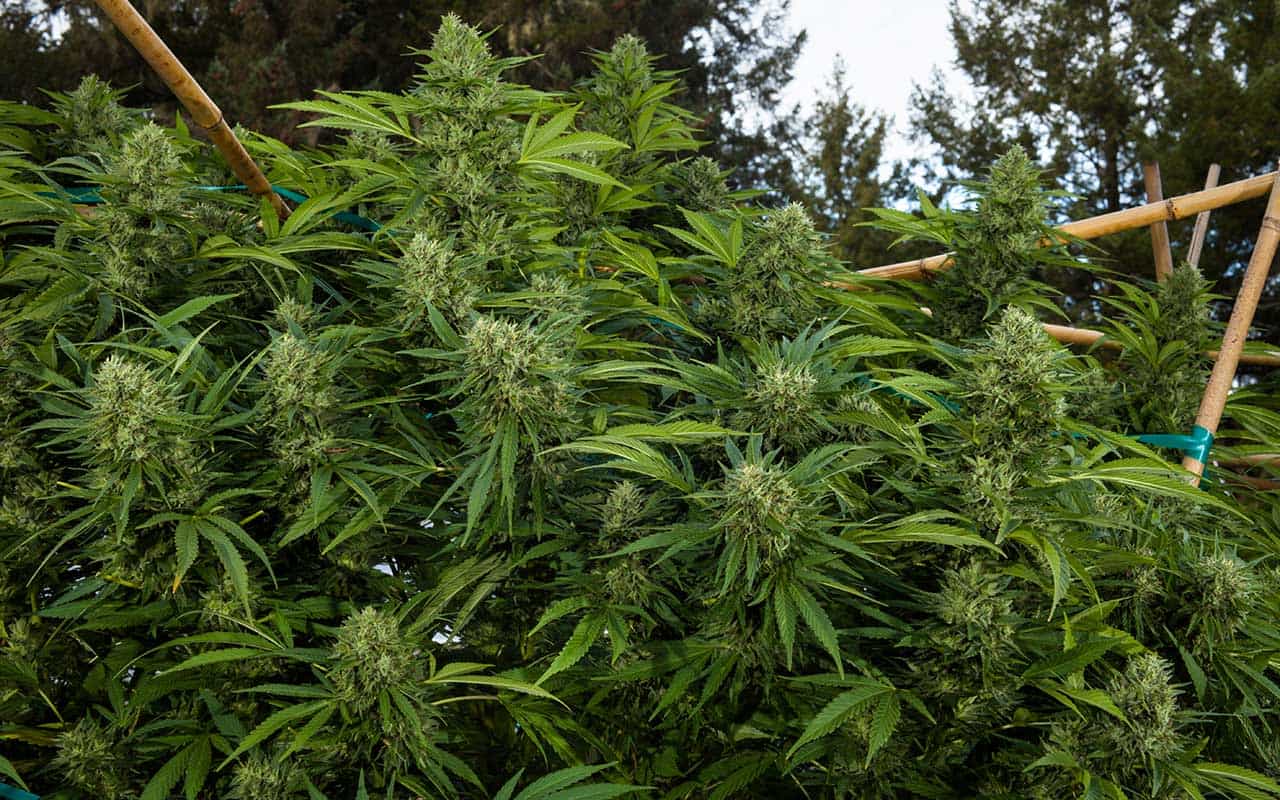 Humboldt's Finest Cannabis