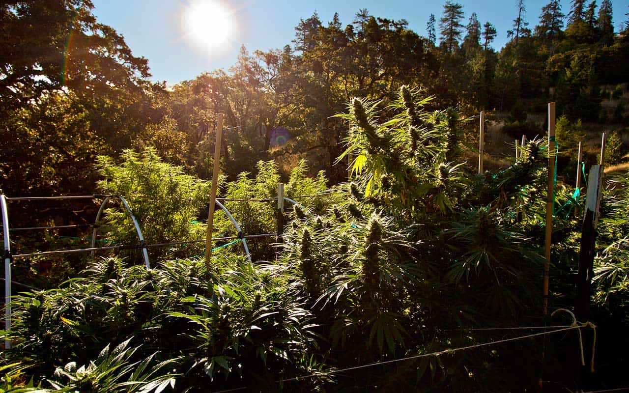 Humboldt's Finest Cannabis