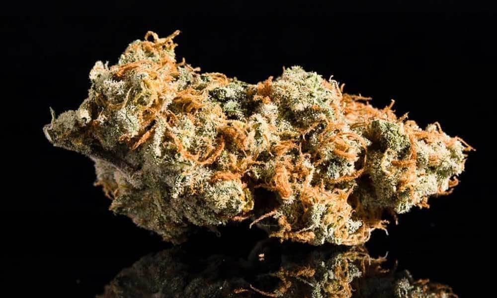 All of the Top 10 Entries from the 2017 Michigan Cannabis Cup