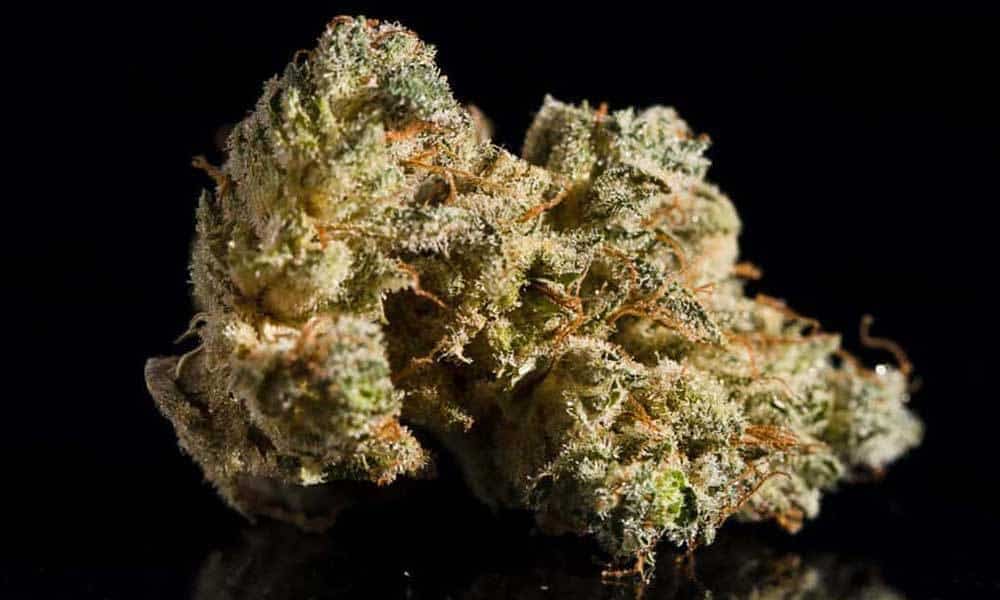 All of the Top 10 Entries from the 2017 Michigan Cannabis Cup