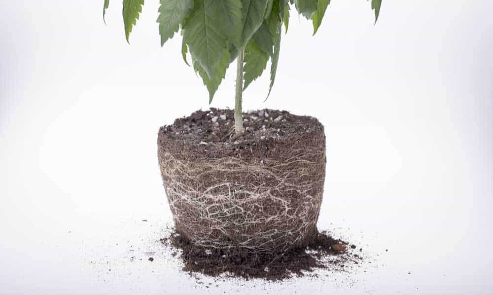Beginner Grow Tips: Topping, Water Stress & the Root Zone
