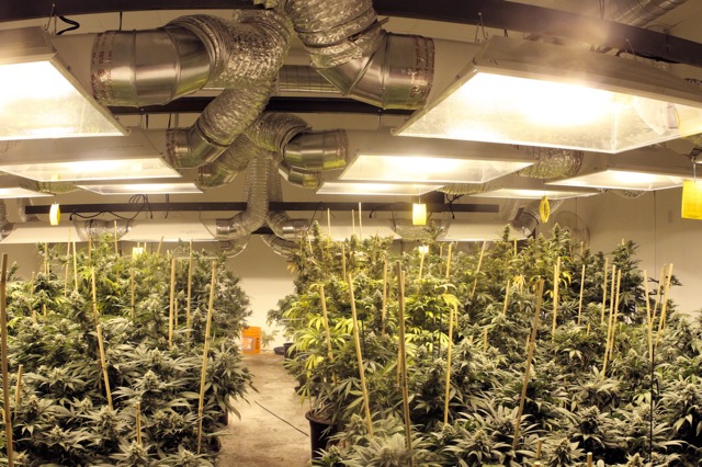 The 21 Best Growroom Tips And Tricks, Basement Grow Room Plans