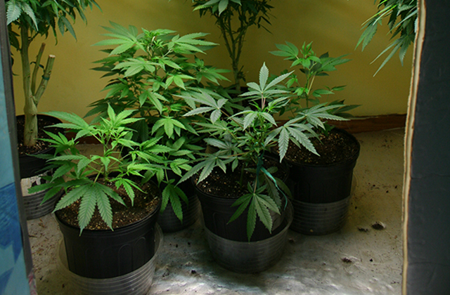 Cultiva 1 planta de cannabis en interior