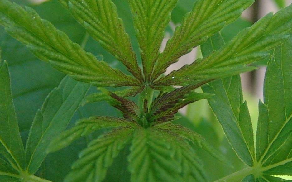цвет стебля у марихуаны