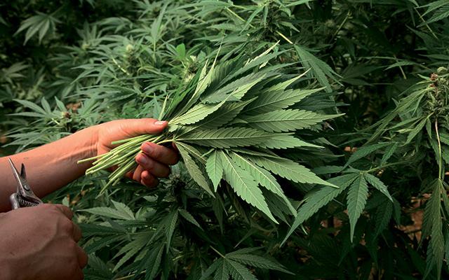 удаление листьев марихуаны