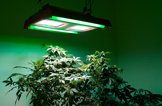 светодиодная лампа для выращивания марихуаны