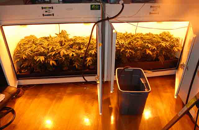 The Dirt On Grow Boxes High Times