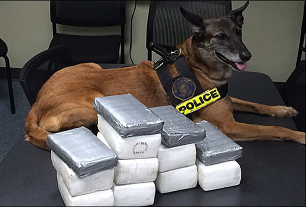 Image result for dogs sniffing out drugs