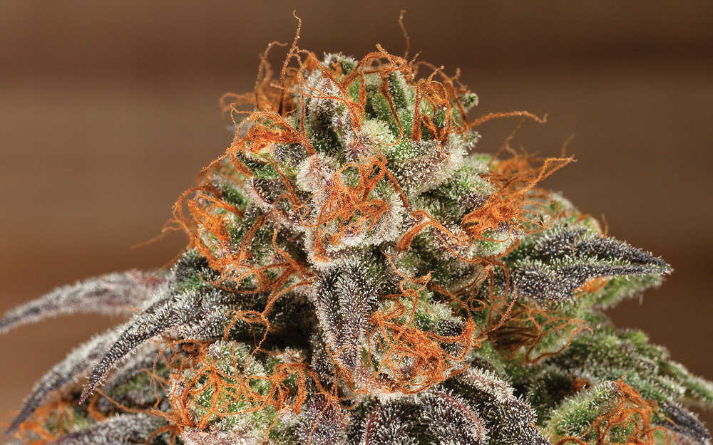 The Strongest Weed Strains on Earth • High Times