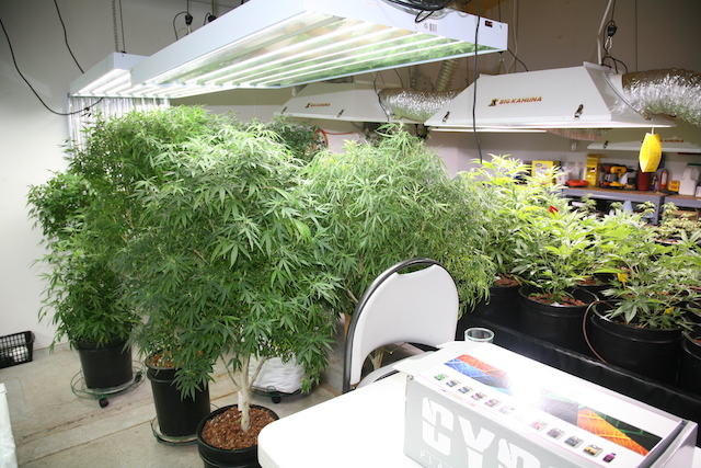 Download Grow Q&A: How Many Times Can I Take Clones From My ...