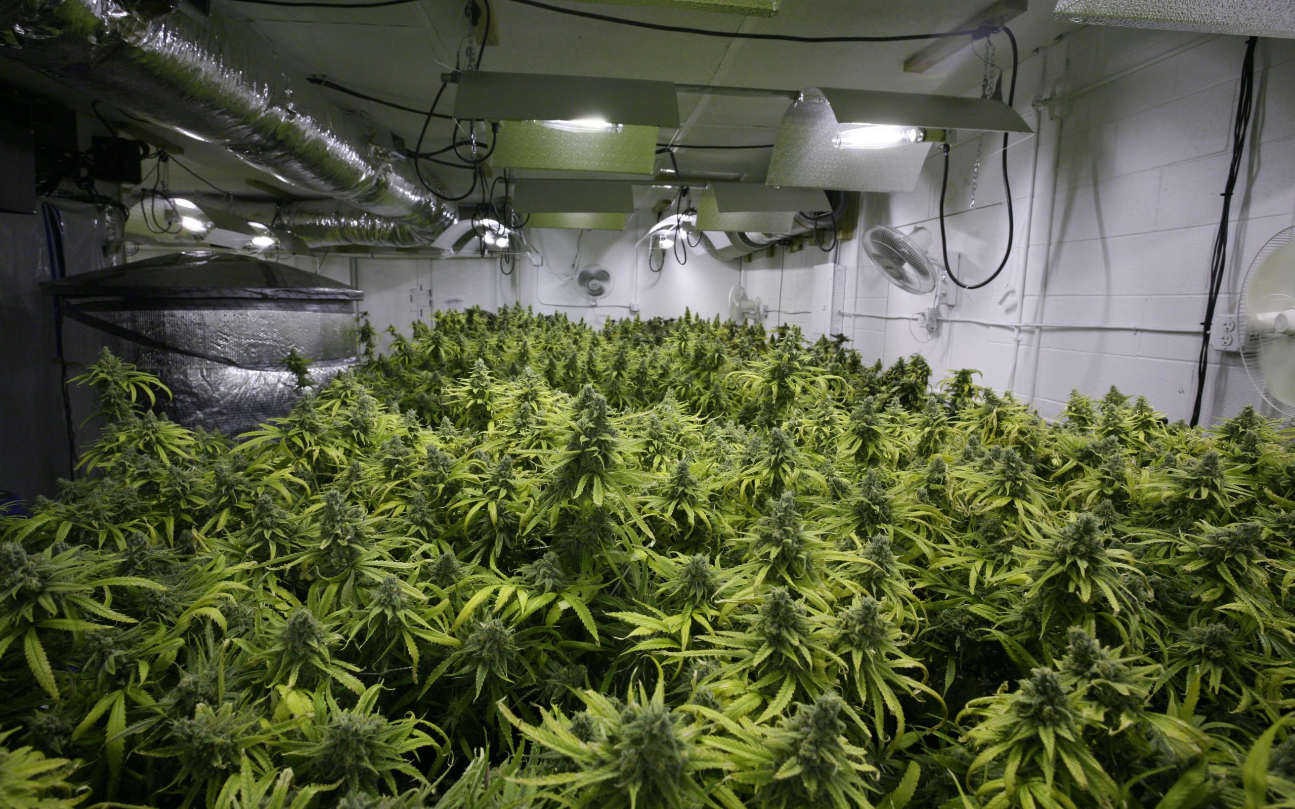 Сколько можно выращивать марихуану для себя сибирский дачник семена