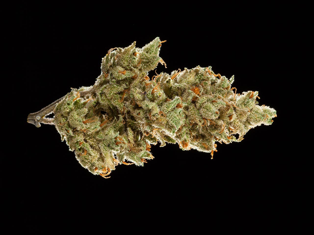 2016 NorCal Medical Cannabis Cup, sativa flowers