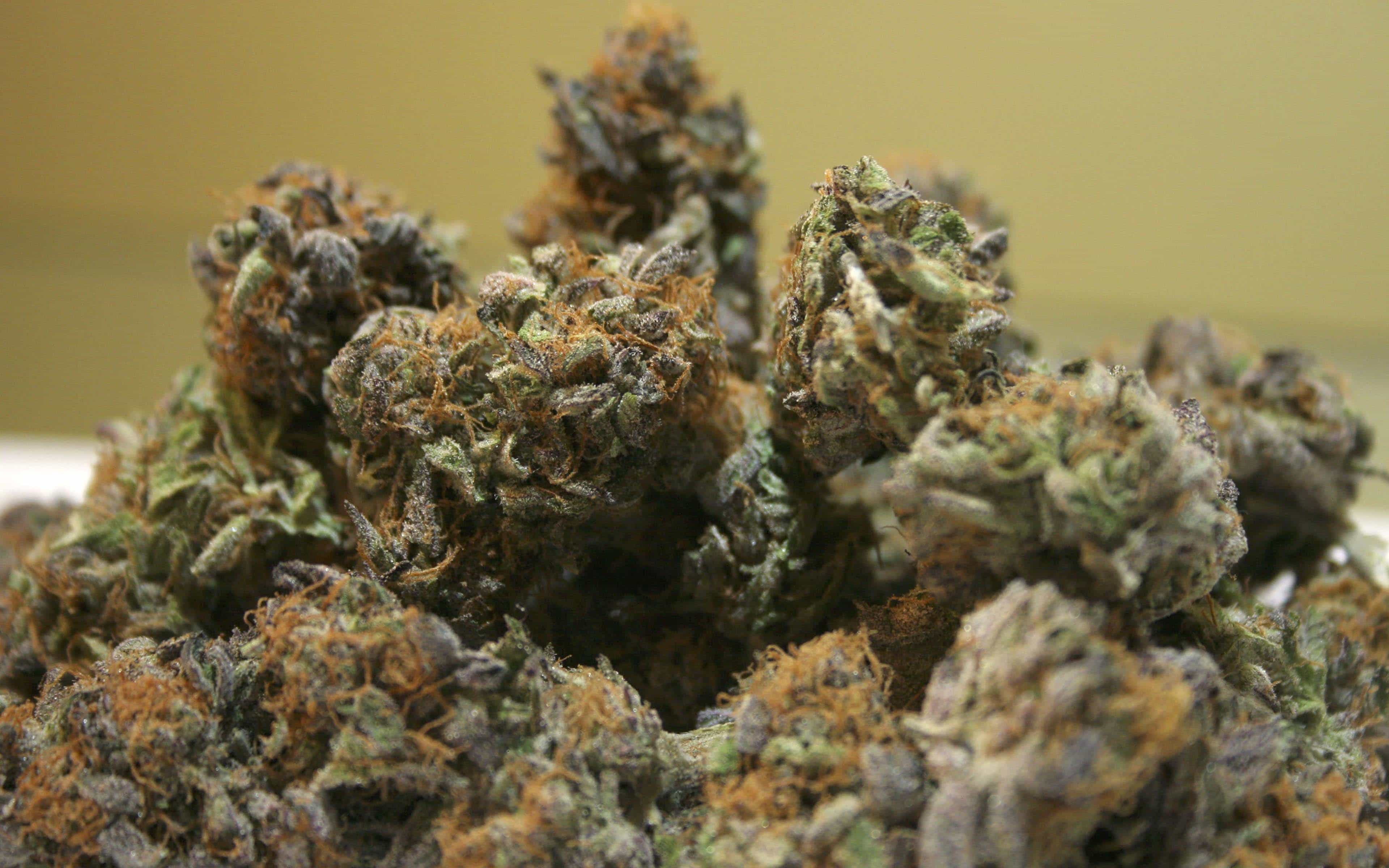 Danny Danko’s Top 10 Kush Strains • High Times