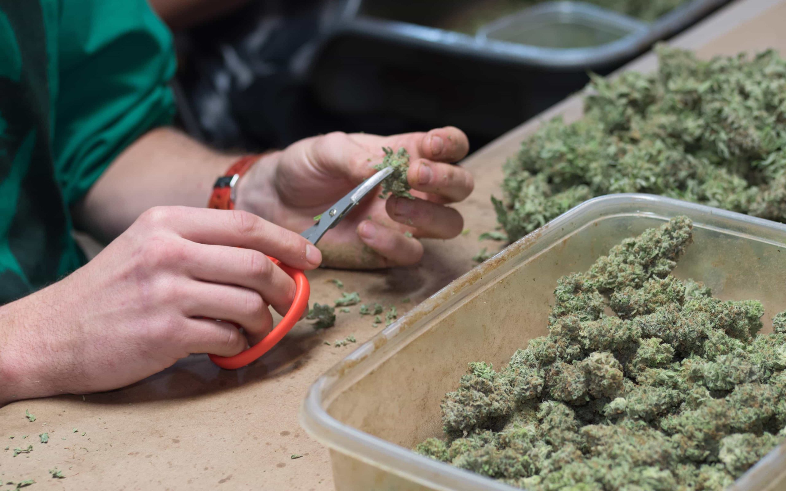 как собирать урожай марихуаны