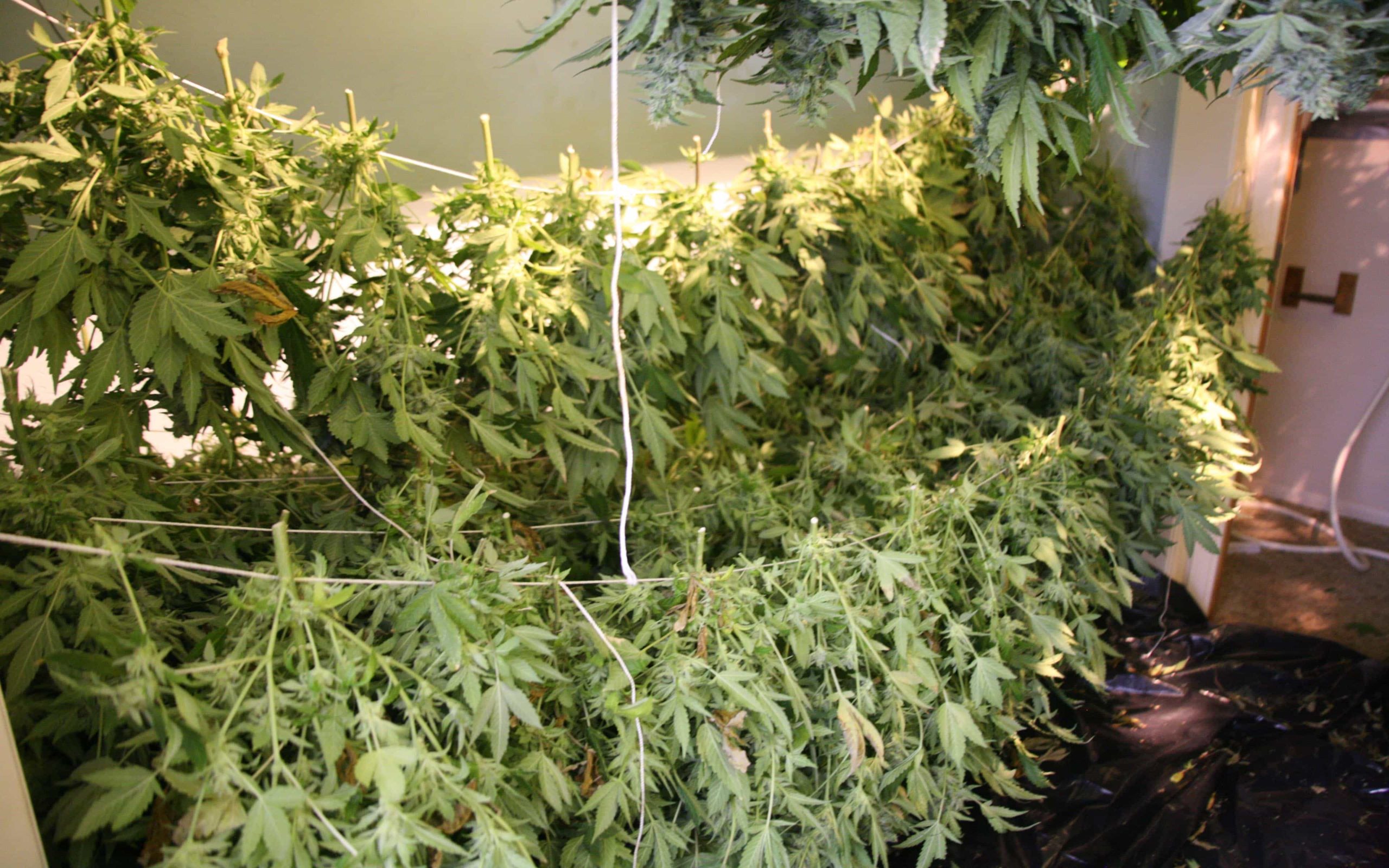 Сбор урожая конопли месяц всемирный день марихуаны