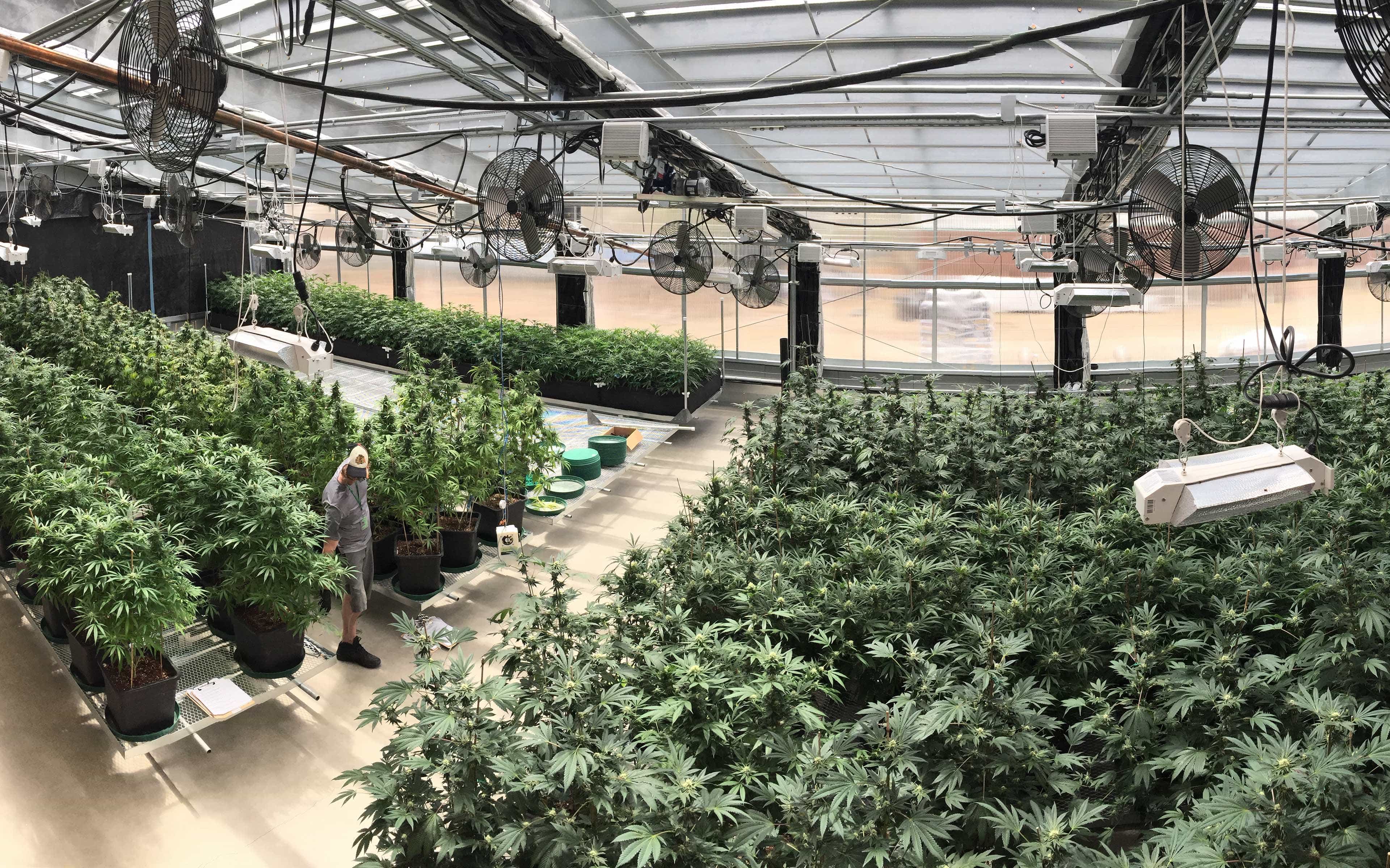 Grow Hack: Odor Control Strategies & Their Best 