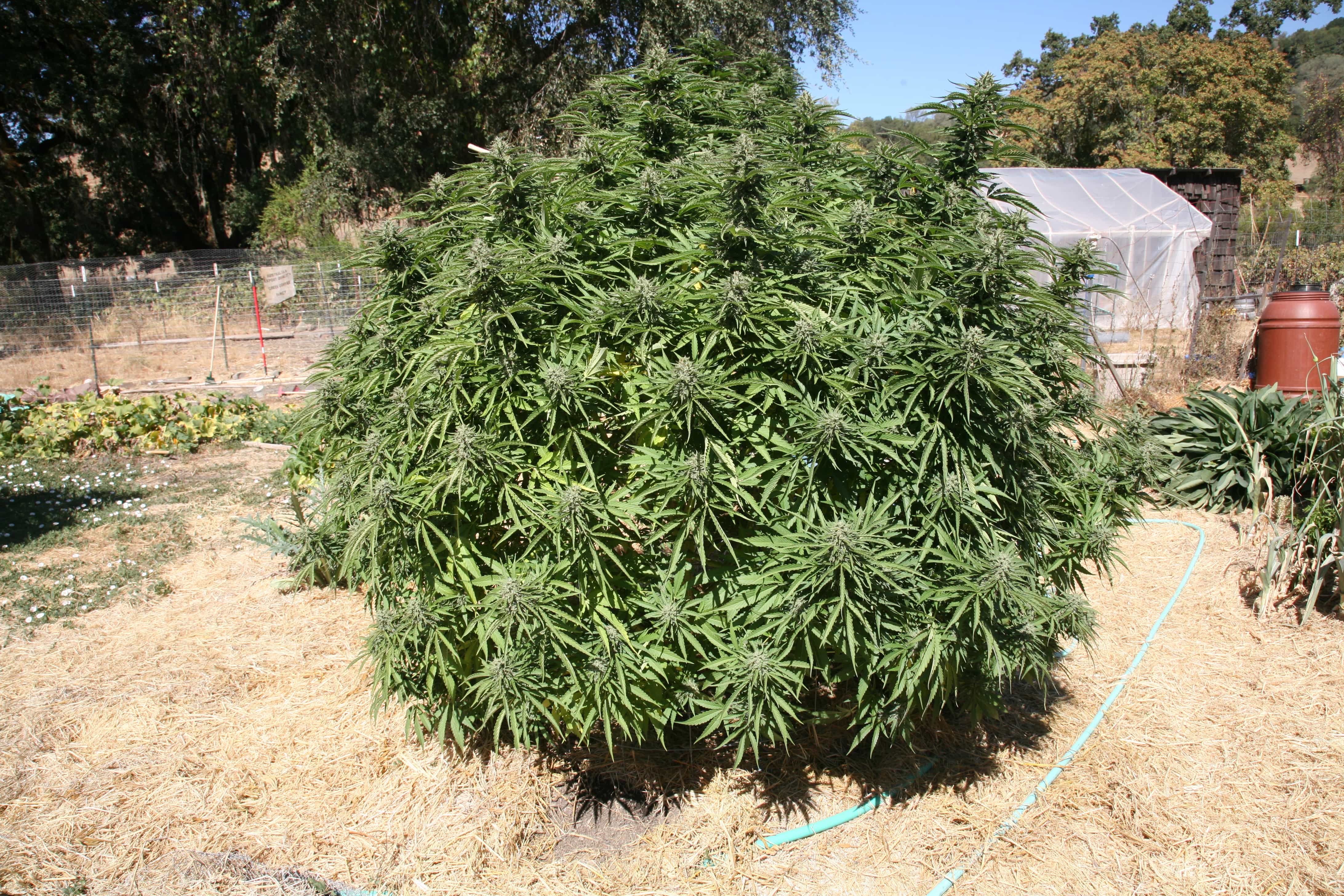 Grow Q&A: How Do I Grow Huge Outdoor Pot Plants Next Season? • High Times