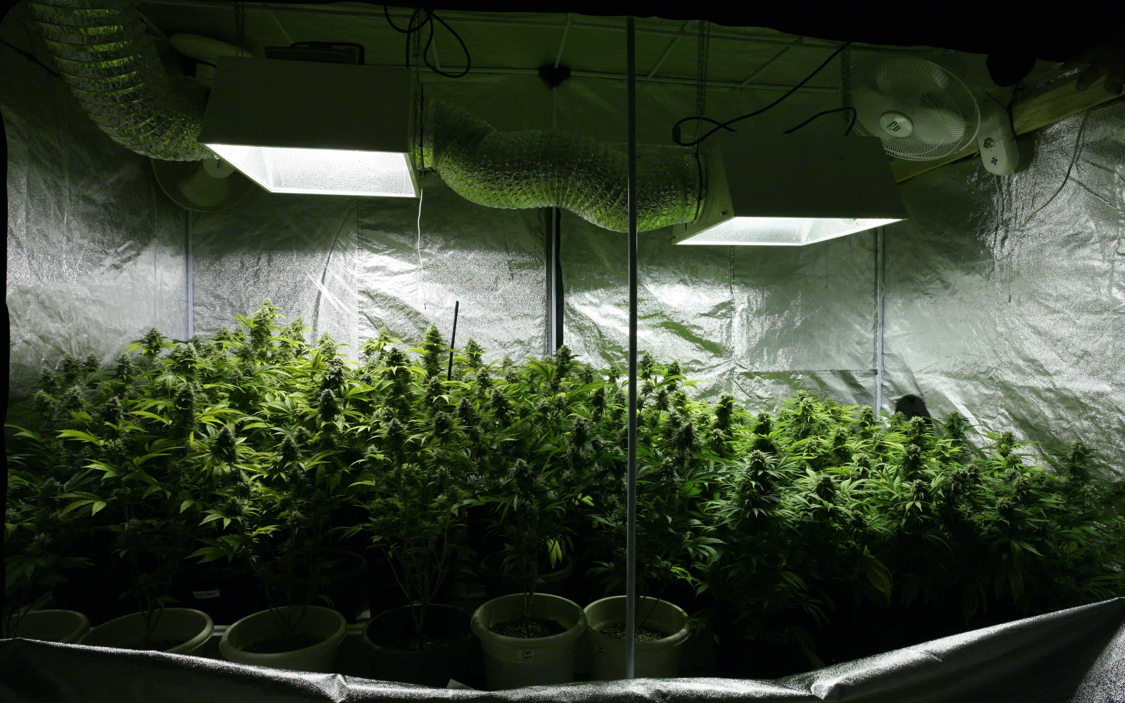 Grow Q&A: What Size Grow Tent Should I Buy? · High Times - 3840 x 2400 jpeg 655kB