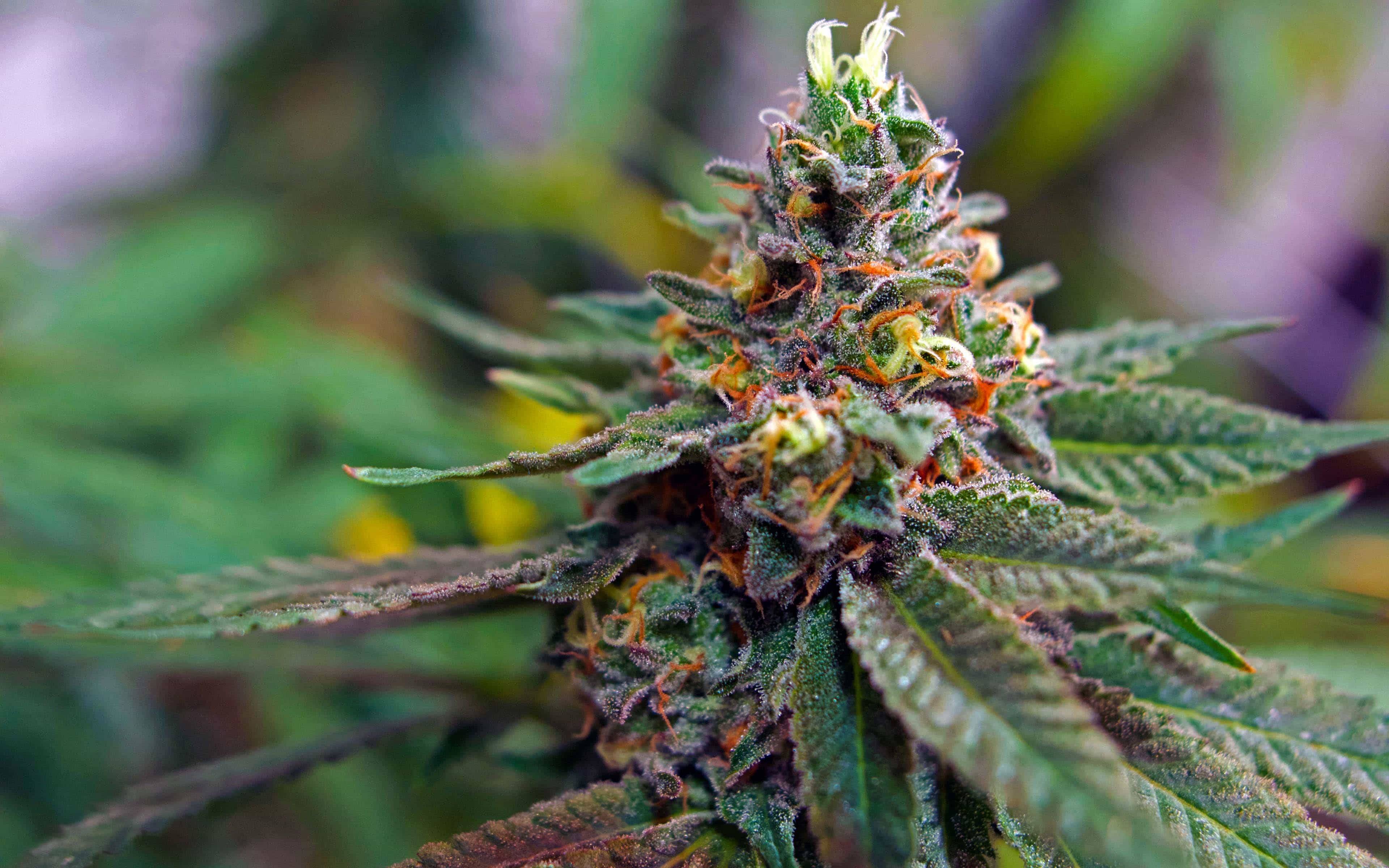 The Ultimate Marijuana FAQ Everything A Beginner Needs To Know About 