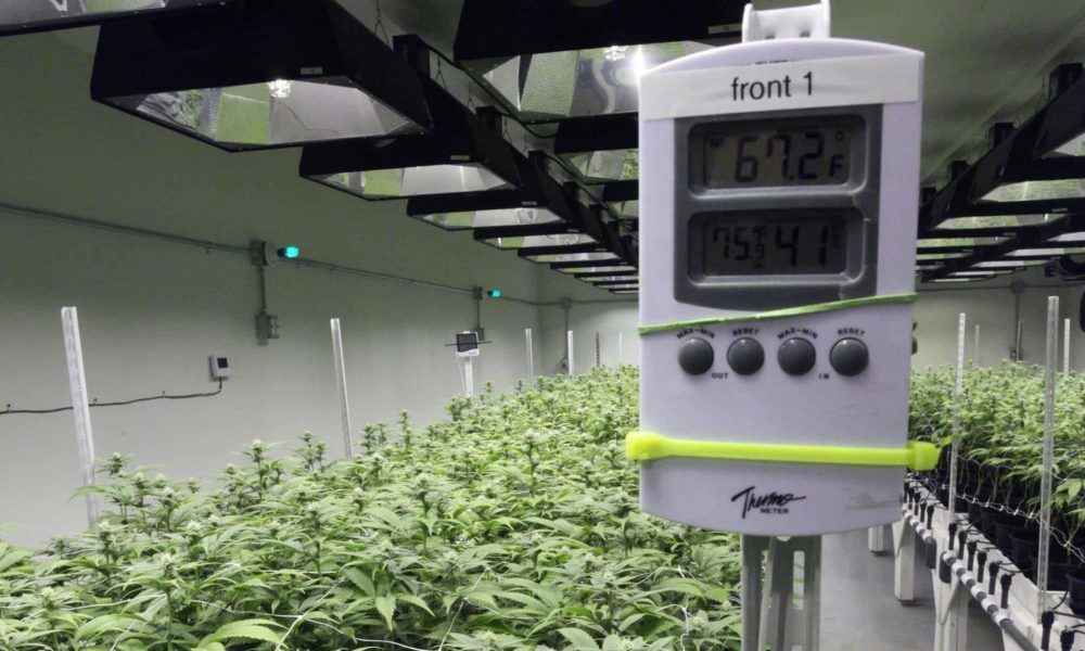What Is the Ideal Grow Room Temp & Humidity for Cannabis