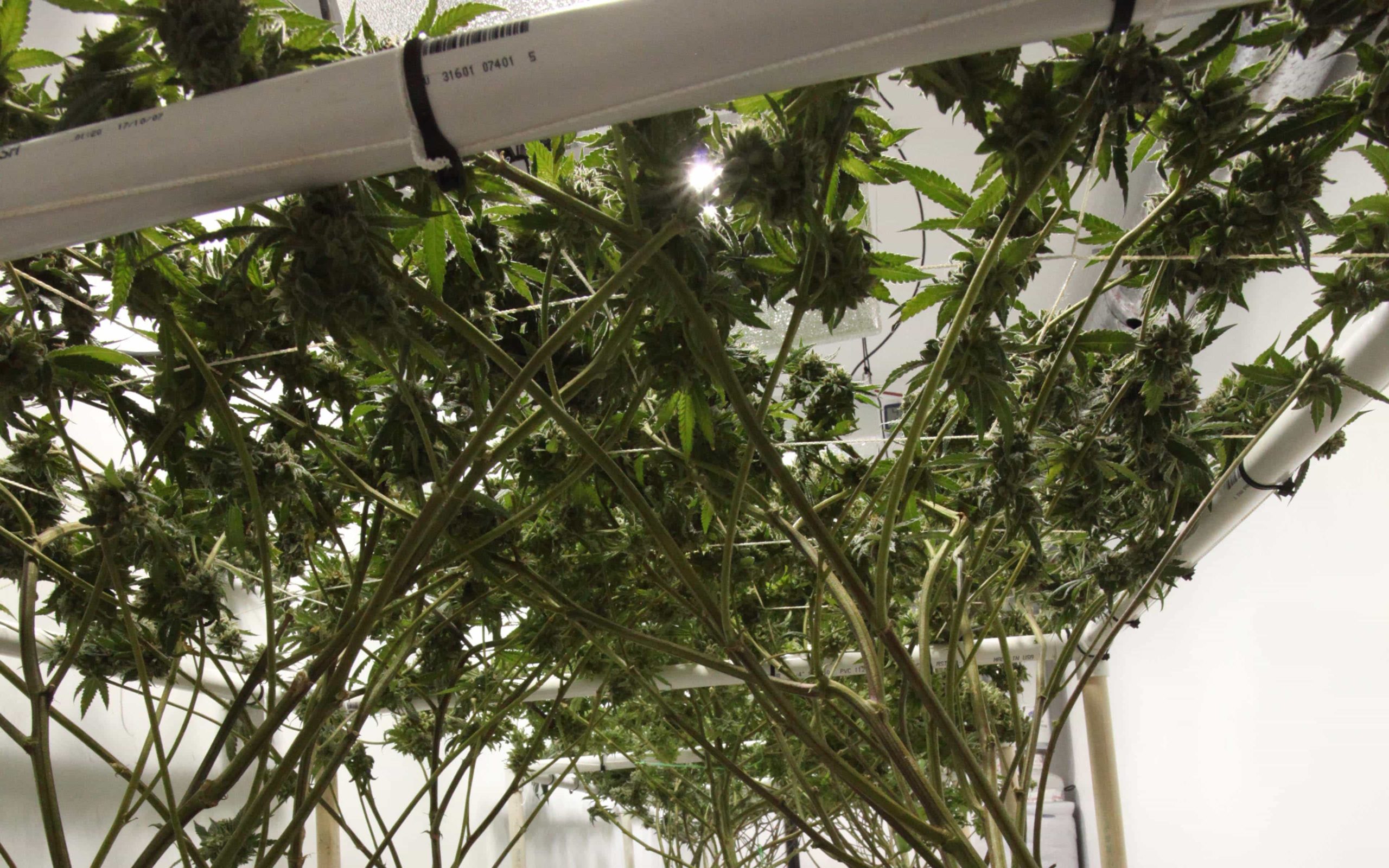 как улучшить урожай марихуаны