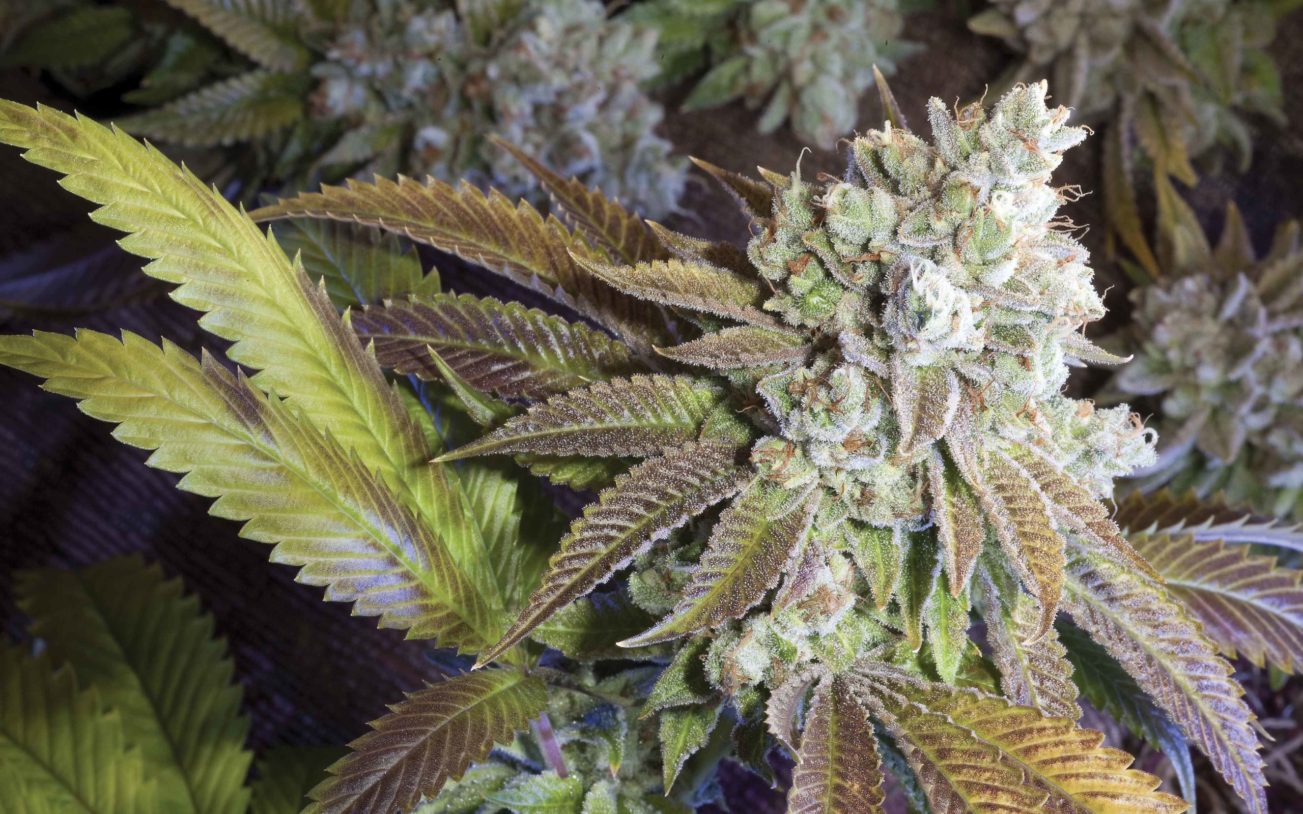 Flowering time & yield of pot strain seeds