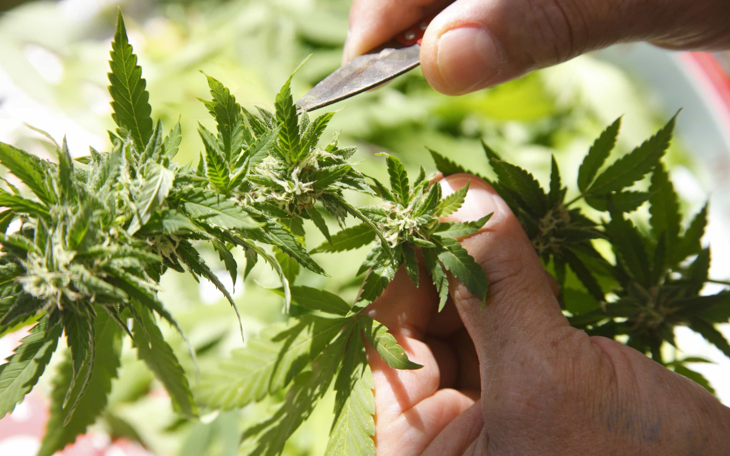 Листья марихуаны курятся cannabis sativa l