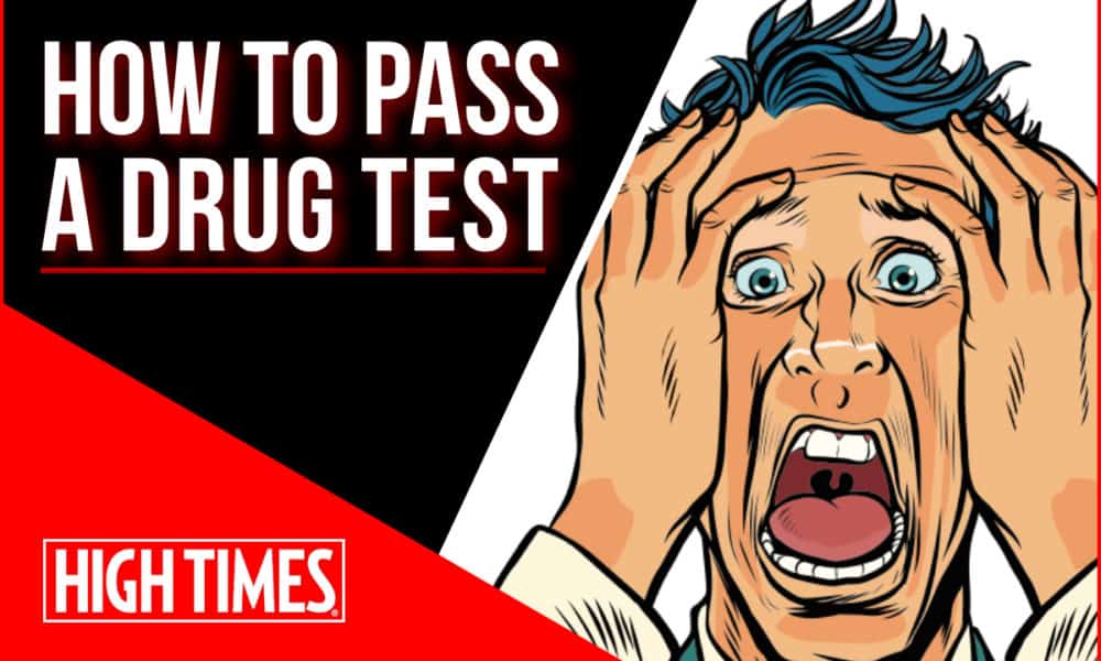 How to Pass a Drug Test? Drug Testing 101 High Times