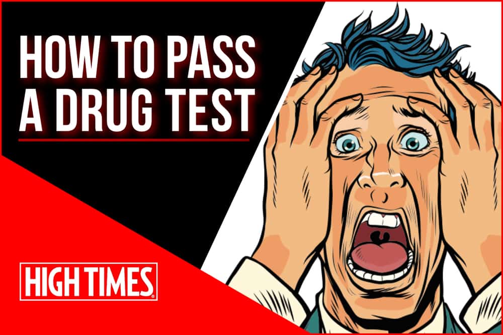 How to Pass a Drug Test? Drug Testing 101 | High Times