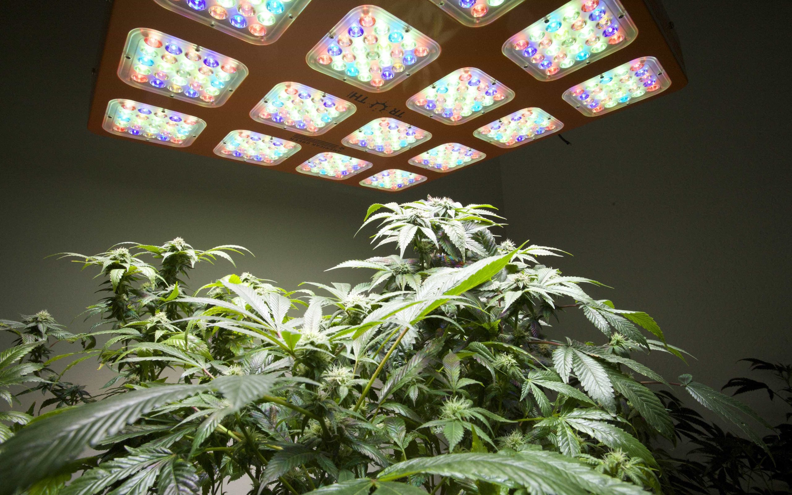 Свет для выращивание марихуаны где в пермском крае растет конопля