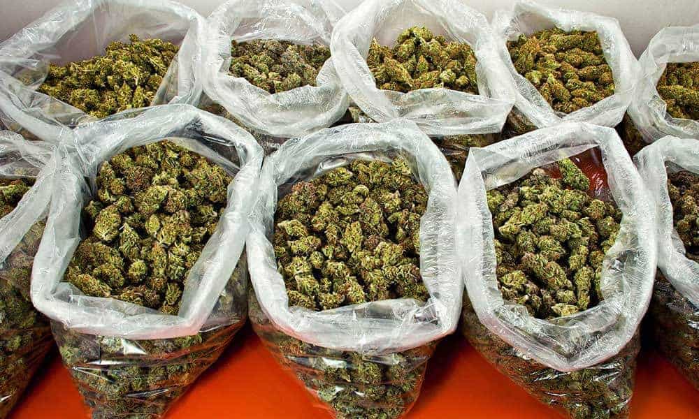 65 Pounds of Weed Delivered with Amazon Order | High Times