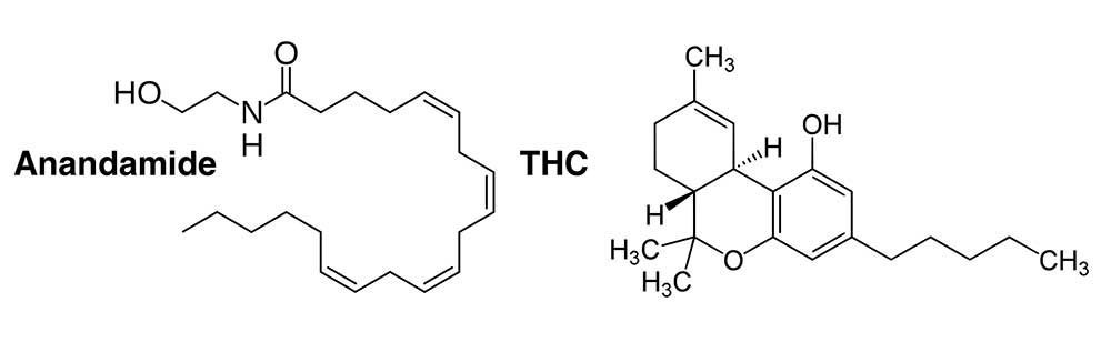 Stoned Science: Cannabinoid Receptor-1 & THC