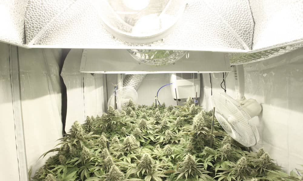 Ed rosenthals marijuana Growers manuale Grow 