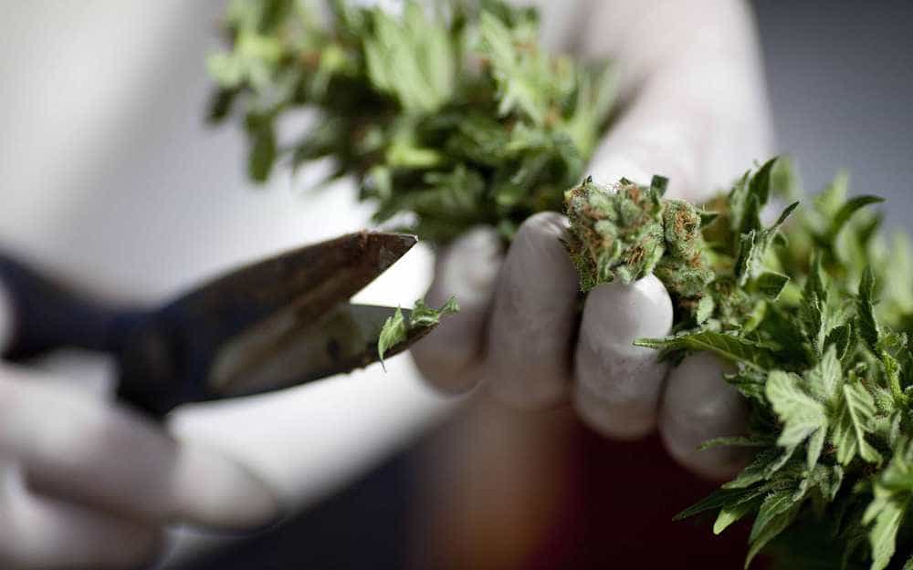 How To Trim Cannabis Flowers Like A Pro | High Times