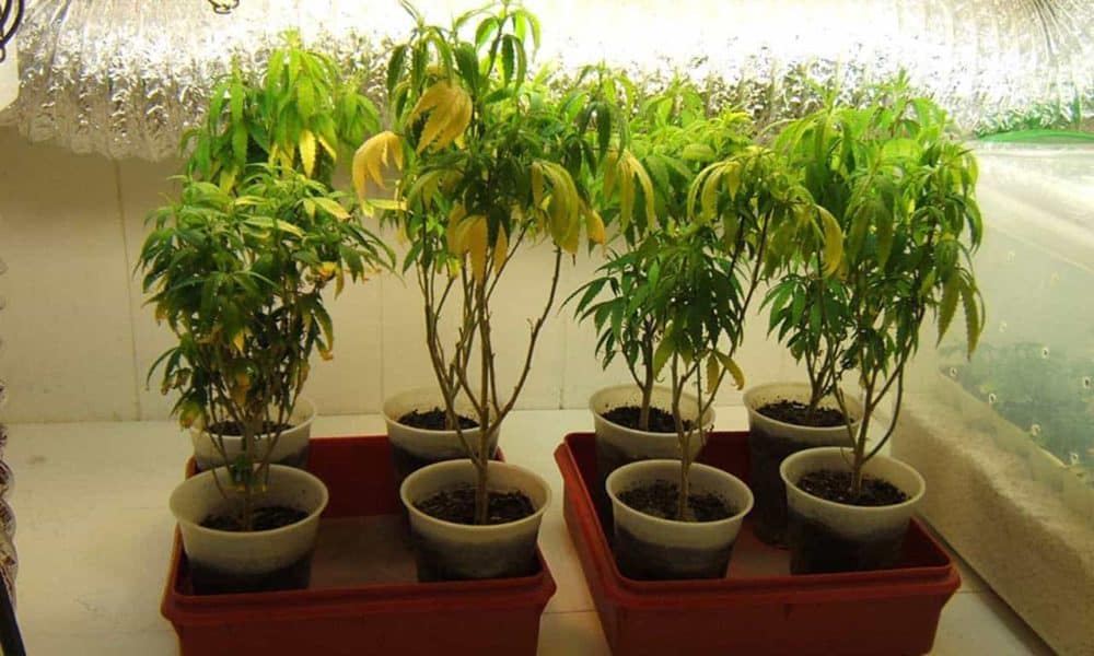75 Percent of Indoor  Pot  Plants  Come From California 