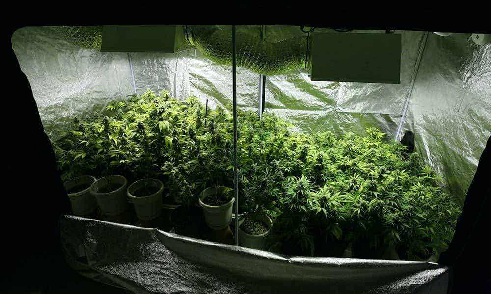 How To Pick The Right-Sized Grow Tent