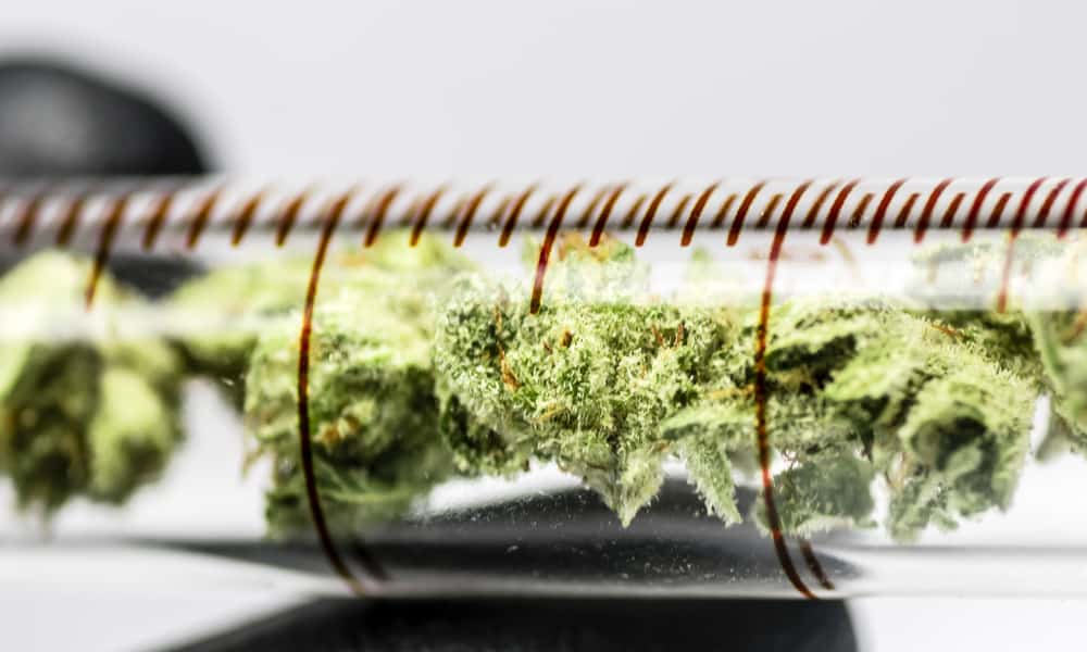 How Long Does Marijuana Stay In Your System? - Civilized Life Things To Know Before You Get This