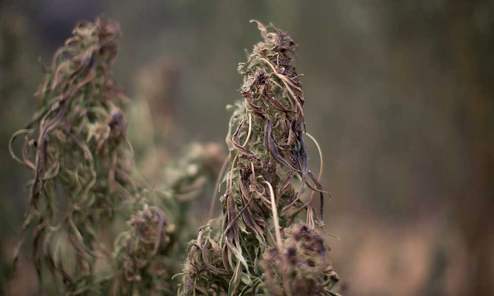 California Pot Farms Hit By Wildfires Receive Neighborly Aid